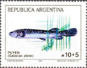 Puyén grande (Galaxias platei)