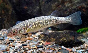Puyén grande (Galaxias platei)