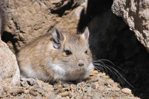 Rata vizcacha roja (Tympanoctomys barrerae)