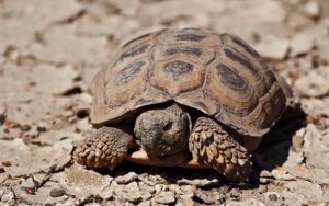 Tortuga terrestre (Chelonoidis chilensis)