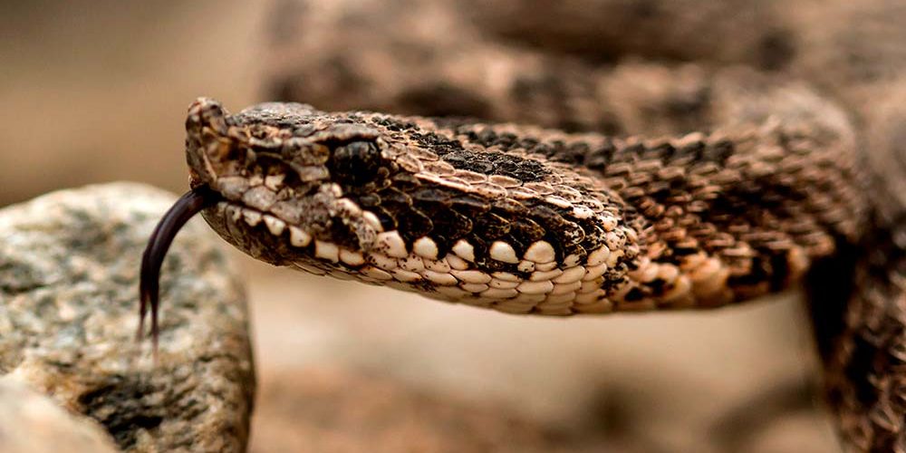 Yarará ñata (Bothrops ommodytoides)