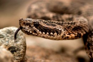 Yarará ñata (Bothrops ommodytoides)