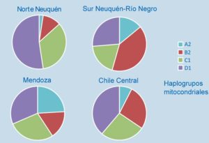 Proporción de las variantes americanas del ADNmt en la población actual de Neuquén y de regiones vecinas.
