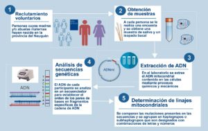 Pasos de la investigación, desde la obtención de la muestra biológica moderna hasta la determinación de las secuencias del ADNmt y su clasificación en linajes.