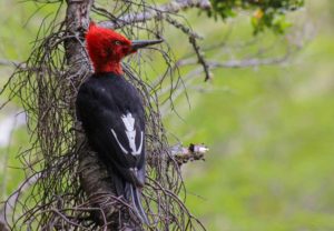 Carpintero Gigante (Campephilus magellanicus)