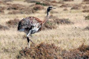 Choique (Rhea pennata)