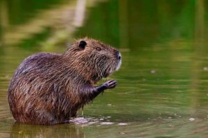 Coipo (Myocastor coypus)