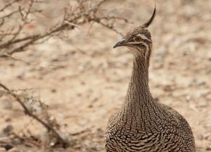 Copetona (Eudromia elegans)