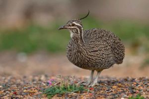 Copetona (Eudromia elegans)