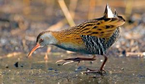 Gallineta chica (Rallus antarcticus)