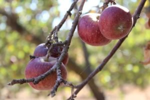 Los manzanos del Reñileo