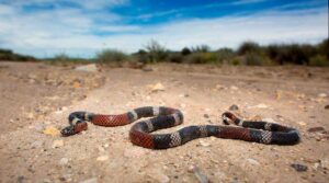 Coral (Micrurus pyrrhocryptus)