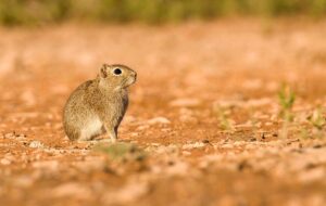 Cuis chico (Microcavia australis)