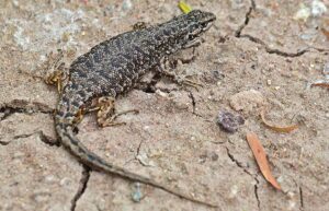 Lagartija de Copahue (Liolaemus neuquensis)