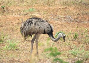 Ñandú (Rhea americana)