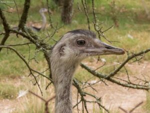 Ñandú (Rhea americana)