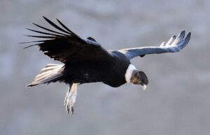 Cóndor (Vultur gryphus)