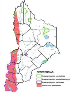 Distribución en Neuquén del picaflor rubí (Sephanoides sephaniodes)