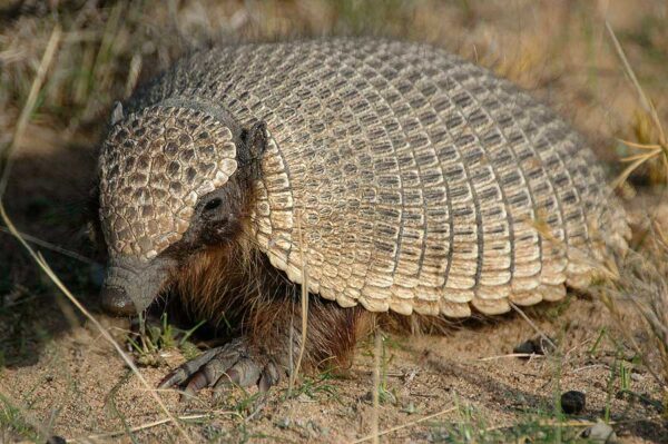 Pitiche Piche patagónico (Zaedyus pichiy) → Más Neuquén