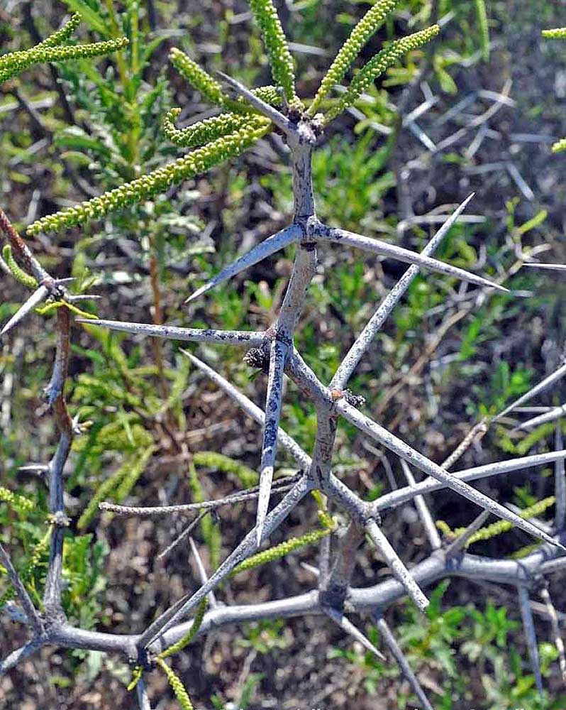 Alpataco (Prosopis alpataco)