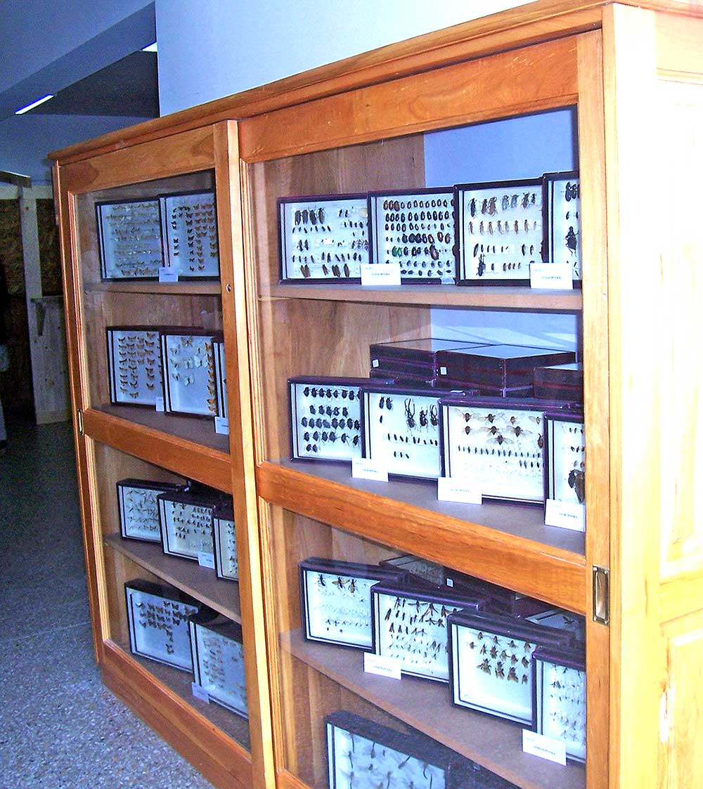 La vitrina que contiene la colección de especies donada al AUSMA.