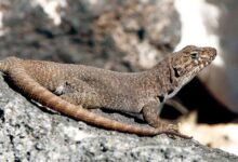 Lagartija de la Payunia (Liolaemus austromendocinus)