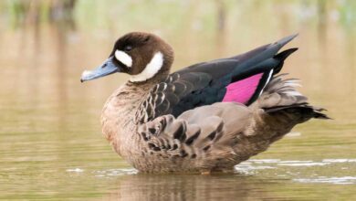 Pato de anteojos (Speculanas specularis)
