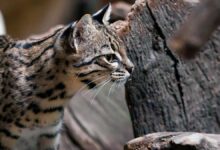 Gato montés (Leopardus geoffroyi)