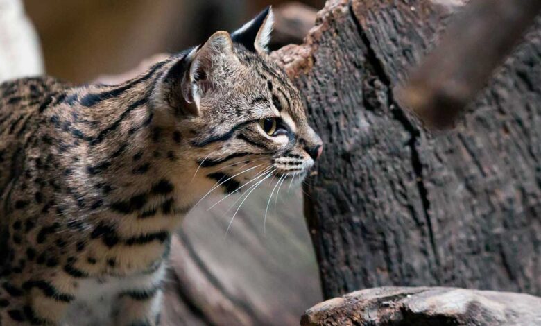 Gato montés (Leopardus geoffroyi) → Más Neuquén Gato montés (Leopardus geoffroyi)