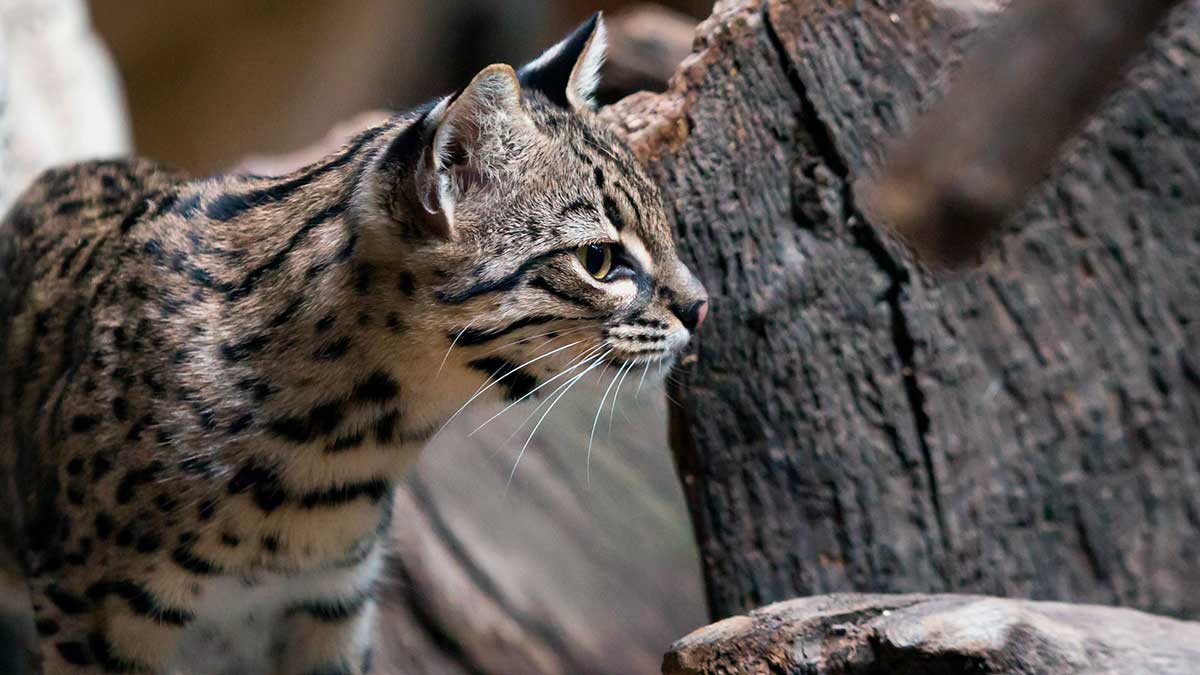 Gato montés (Leopardus geoffroyi)