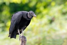 Jote cabeza negra (Coragyps atratus)