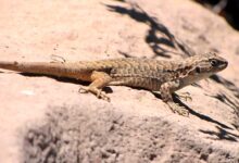 Lagartija parda (Liolaemus buergeri)