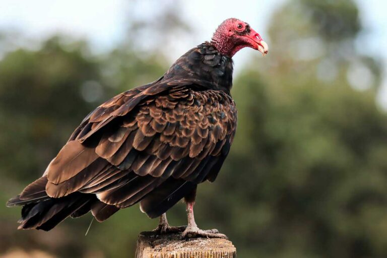 Jote cabeza colorada Cathartes aura Más Neuquén