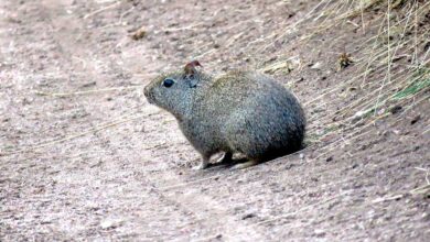 Cuis común (Galea leucoblephara)