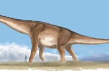 Argentinosaurus huinculensis