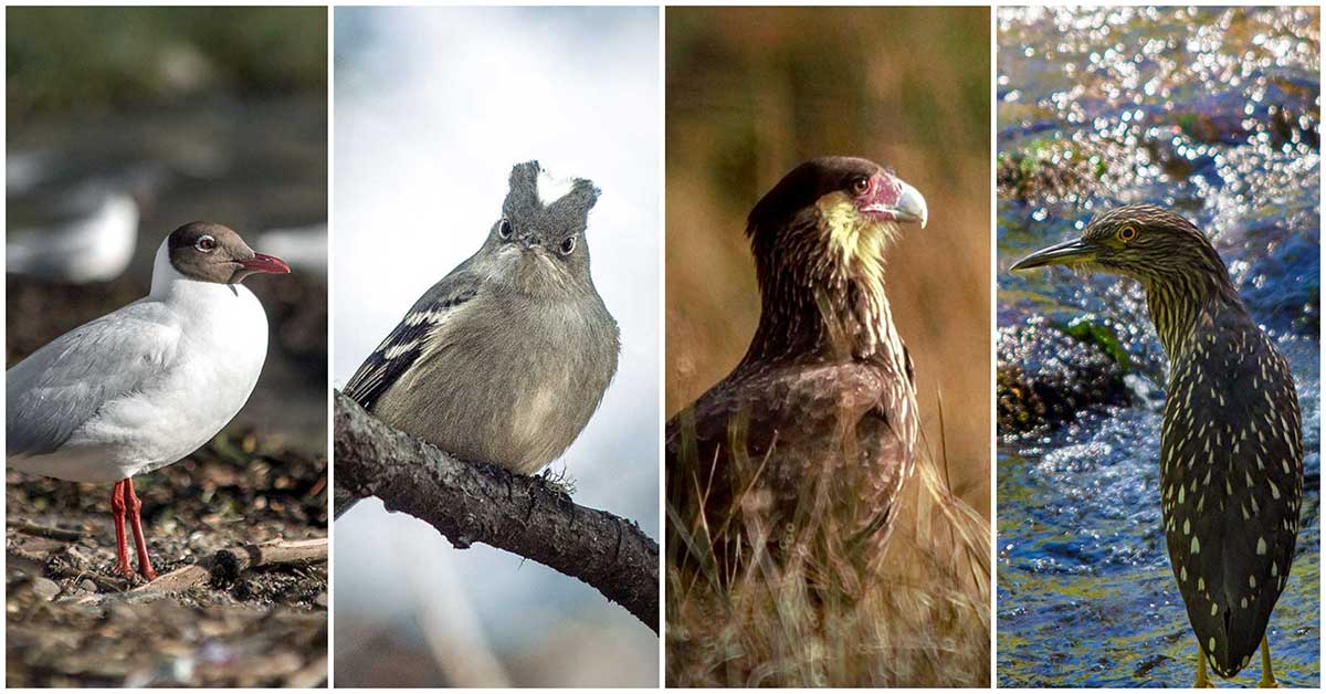 Aves de San Martín de los Andes