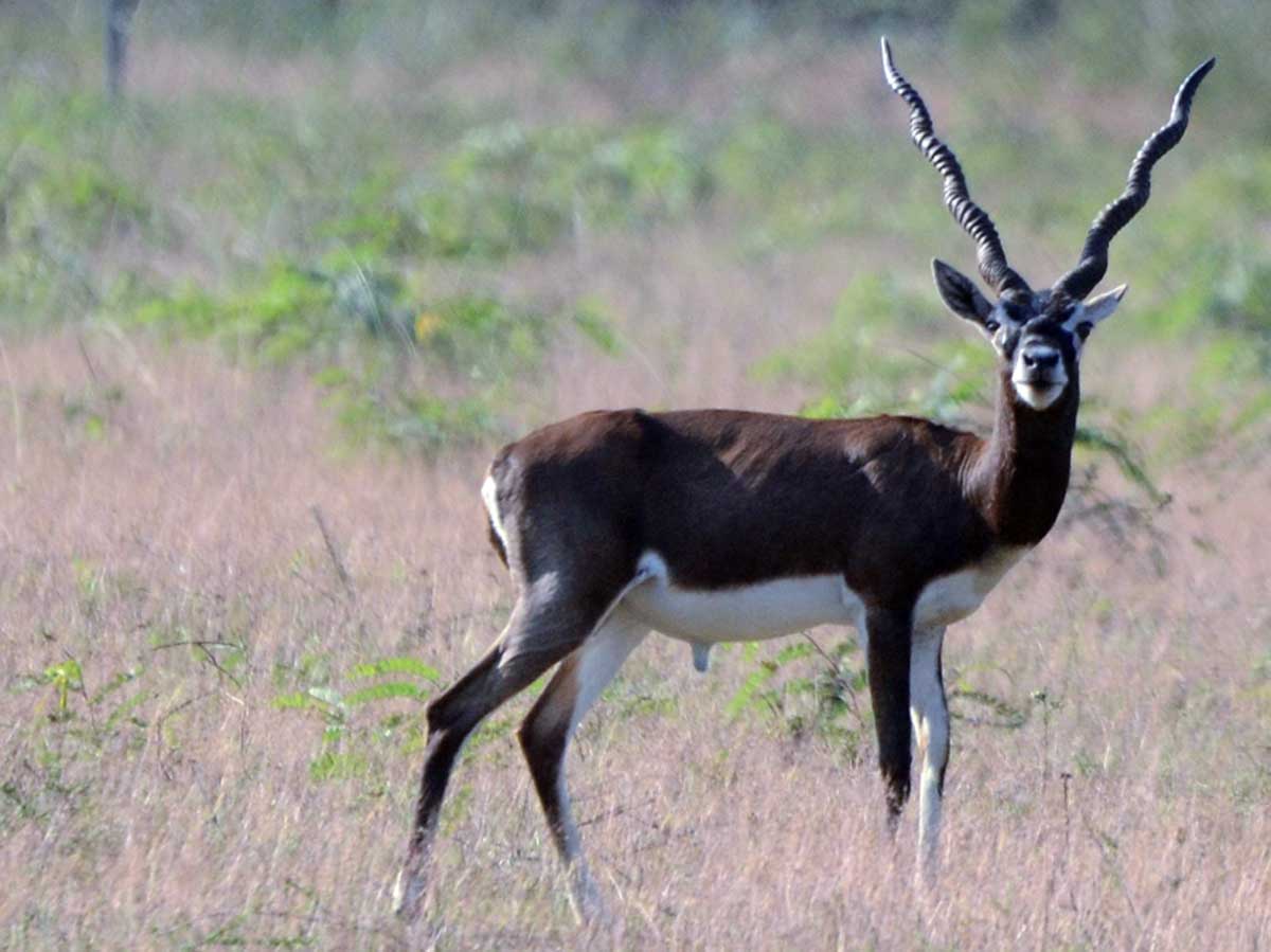 Antílope negro (Antilope cervicapra)
