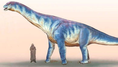 Dinosaurios del Neuquén – Barrosasaurus casamiquelai