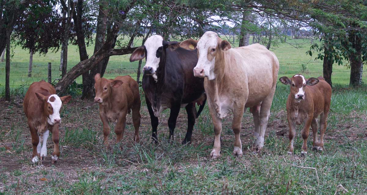 Vaca - Bos Taurus