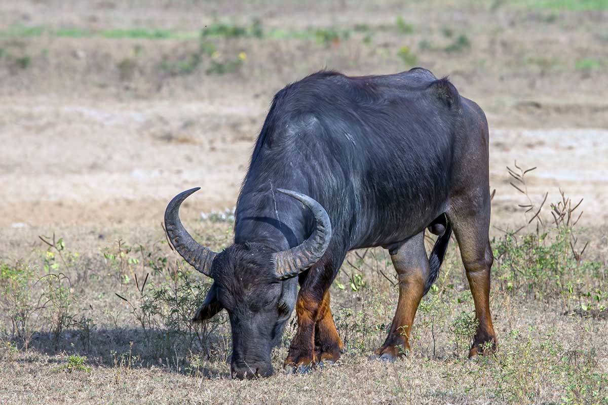 Búfalo de agua - Bubalus bubalis