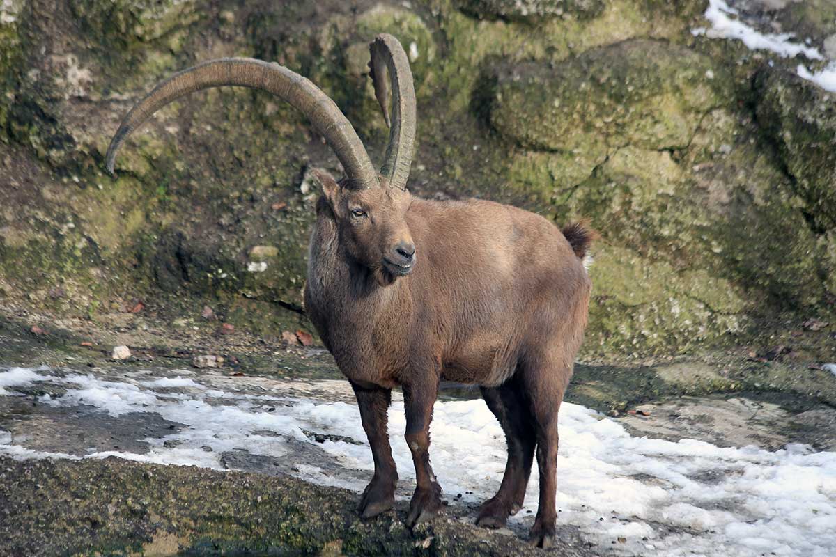 Íbice - Capra ibex