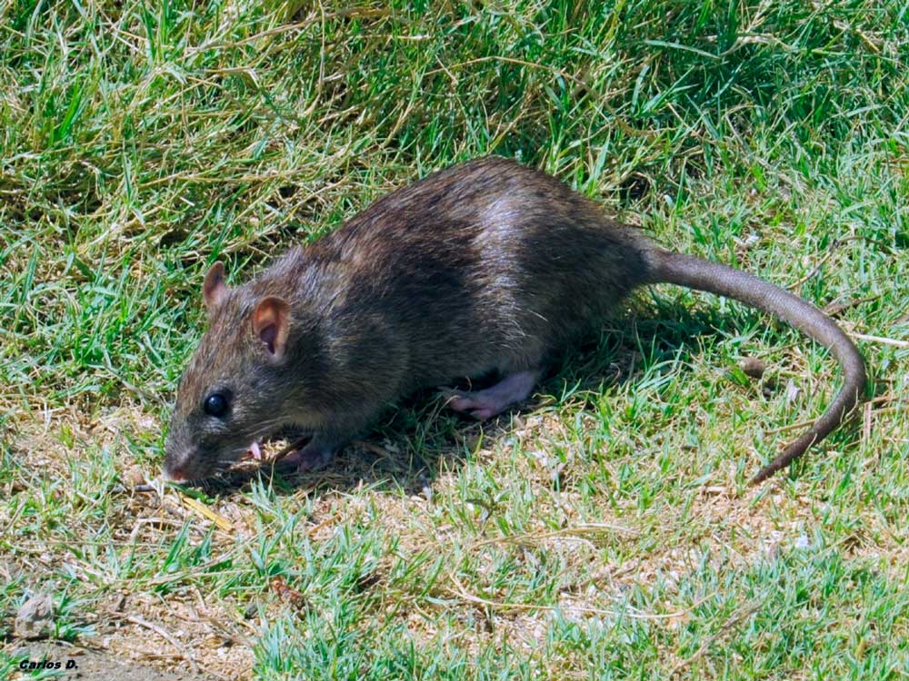 Rata noruega - Rattus norvegicus
