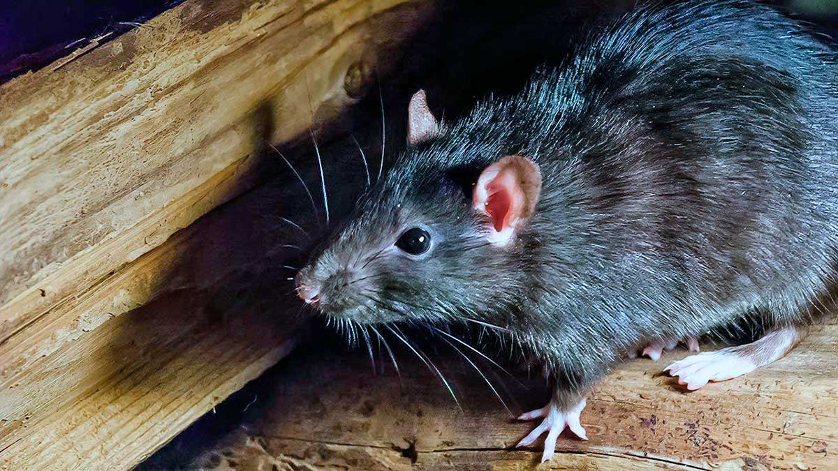 Rata negra - Rattus rattus