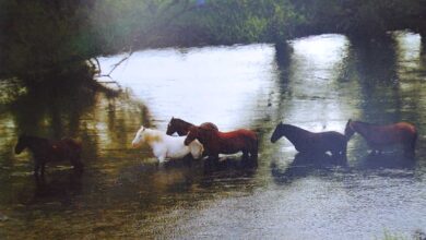 Los caballos refrescándose.