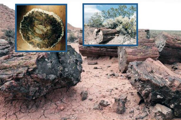 Los bosques petrificados del Neuquén. Ventana al pasado