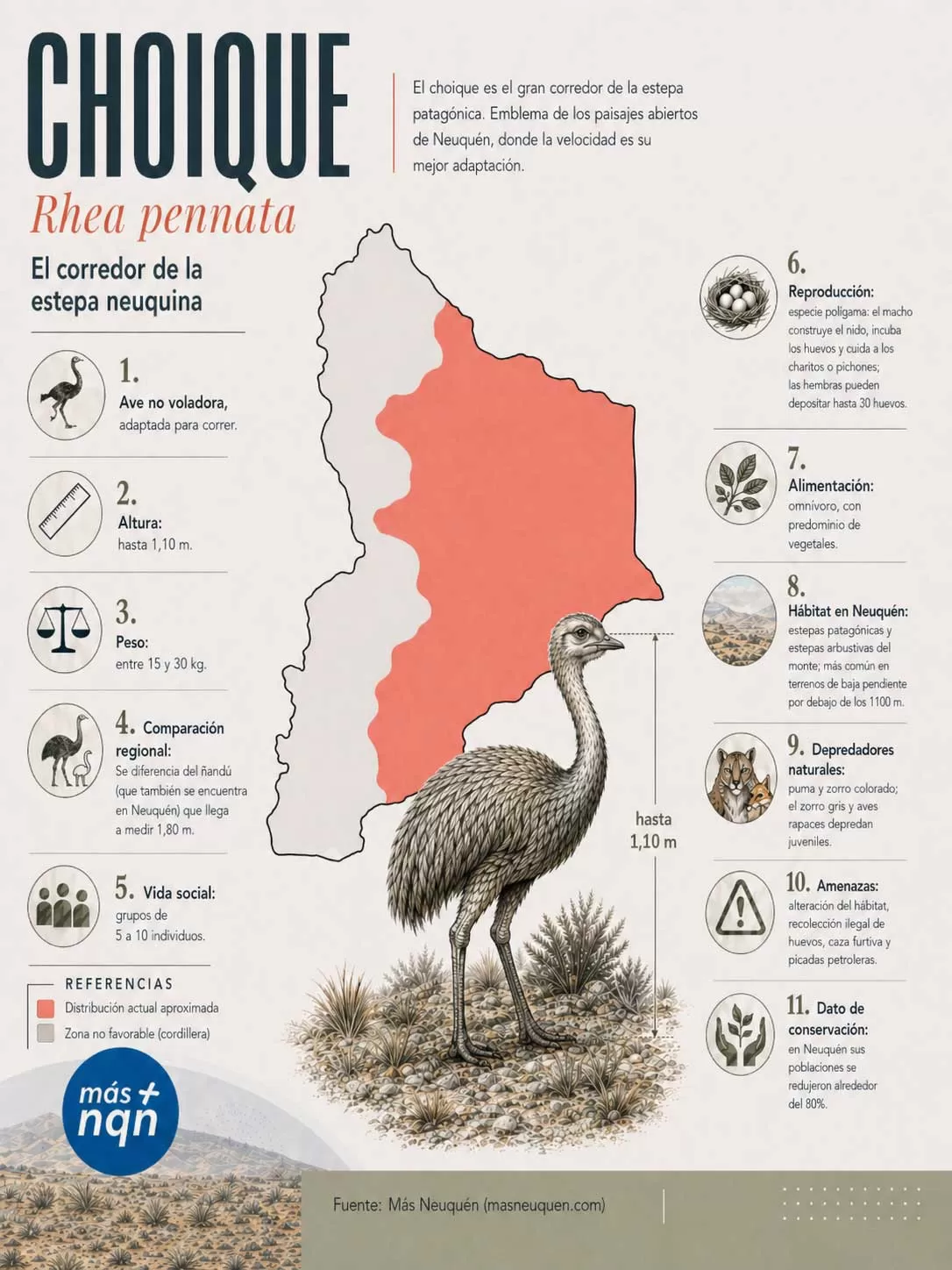 Choique (Rhea pennata)