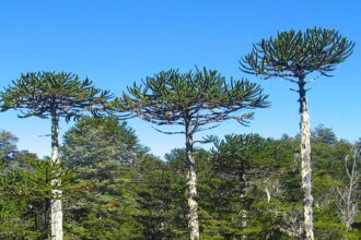 Interacciones entre humanos y pehuenes en el norte de la Patagonia