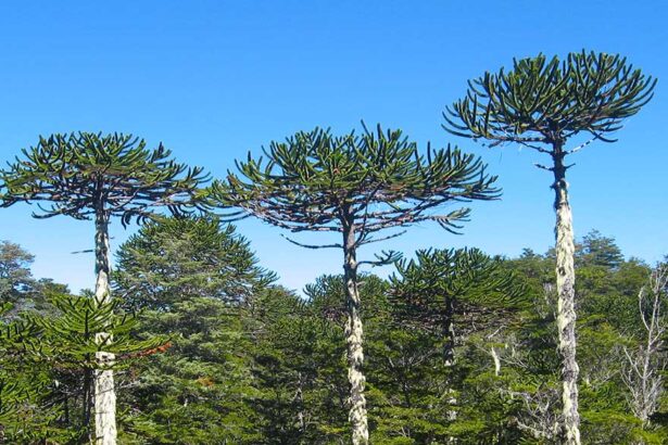 Interacciones entre humanos y pehuenes en el norte de la Patagonia