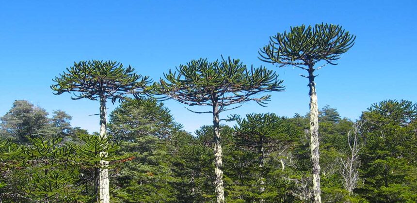 Interacciones entre humanos y pehuenes en el norte de la Patagonia