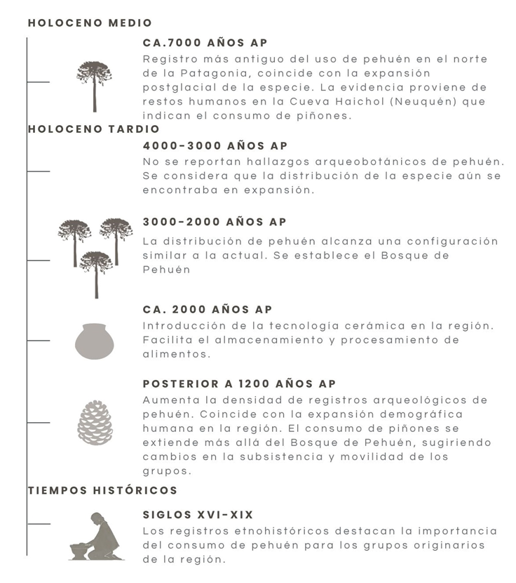 Araucaria araucana - Pehuen - Neuquén - Cronología